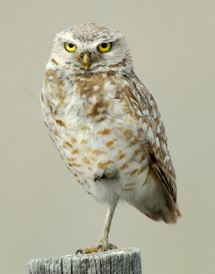 Owl Burrowing D-041.jpg