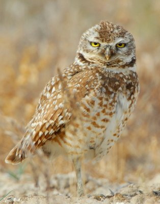 Owl Burrowing D-045.jpg