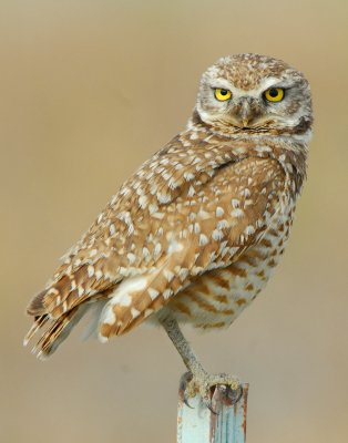 Owl Burrowing D-053.jpg