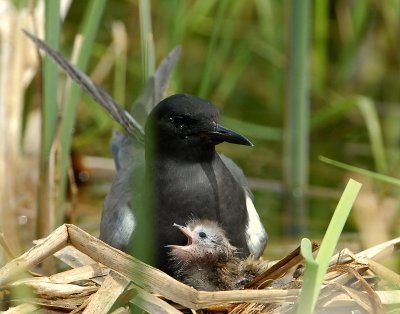 Tern BlackD-139.jpg