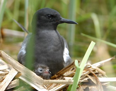 Tern BlackD-145.jpg