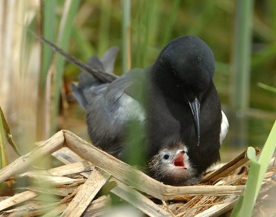 Tern BlackD-150.jpg