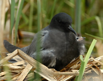 Tern BlackD-164.jpg