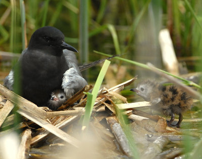 Tern BlackD-170.jpg