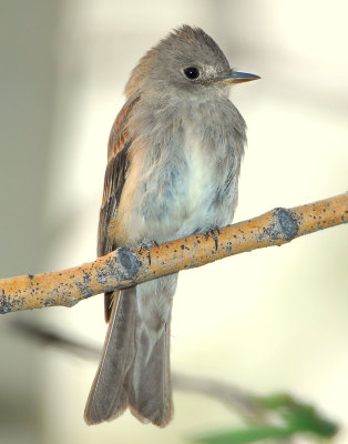 Wood-Pewee, Western D-008.jpg