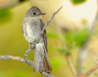 Wood-Pewee, Western D-006.jpg