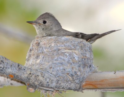 Wood-Pewee, Western D-001.jpg