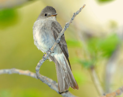 Wood-Pewee, Western D-005.jpg