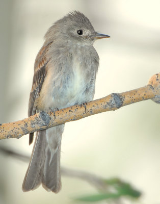 Wood-Pewee, Western D-009.jpg