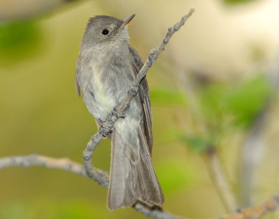 Wood-Pewee, Western D-007.jpg