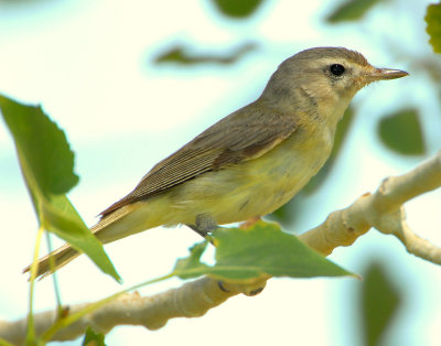 Vireo Warbling D-005.jpg