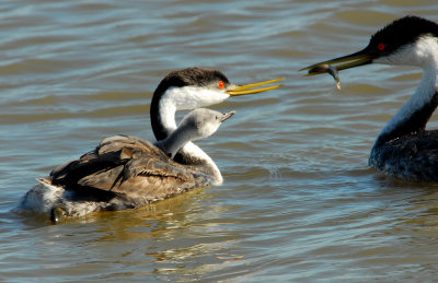 Grebe WesternD-066.jpg