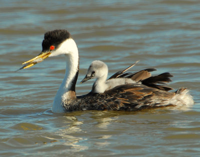Grebe WesternD-074.jpg