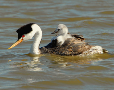 Grebe WesternD-080.jpg