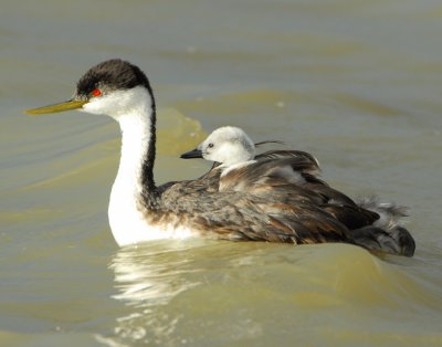 Grebe WesternD-104.jpg