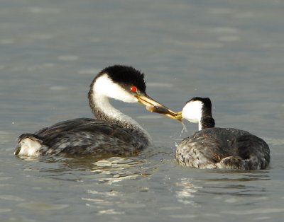 Grebe WesternD-106.jpg