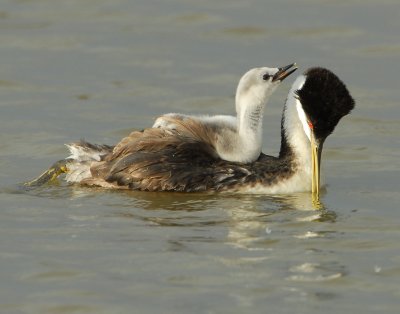 Grebe WesternD-109.jpg