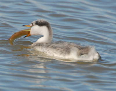 Grebe WesternD-113.jpg