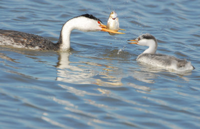 Grebe WesternD-116.jpg