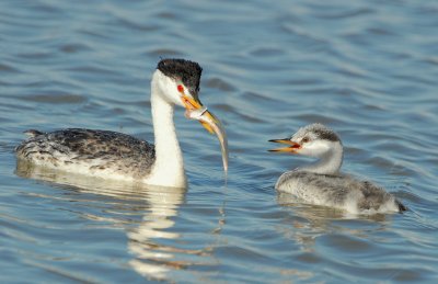 Grebe WesternD-121.jpg