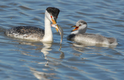 Grebe WesternD-123.jpg