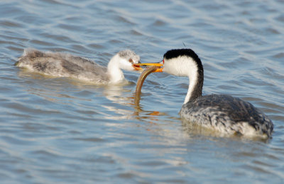 Grebe WesternD-124.jpg