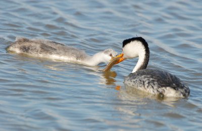 Grebe WesternD-126.jpg