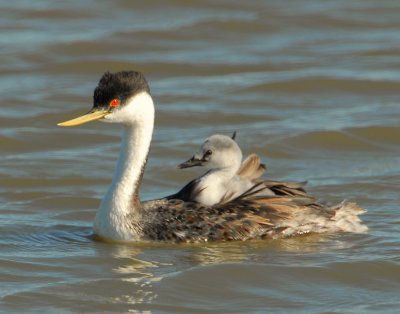 Grebe WesternD-0756.jpg