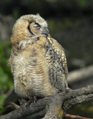 Owl. Great horned D-038.jpg