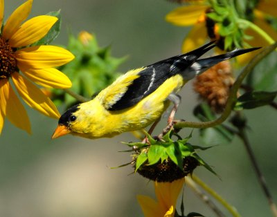 Goldfinch, American #2