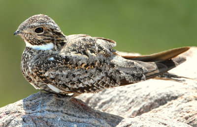 Nighthawk, Common