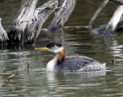 Grebe, Red-necked