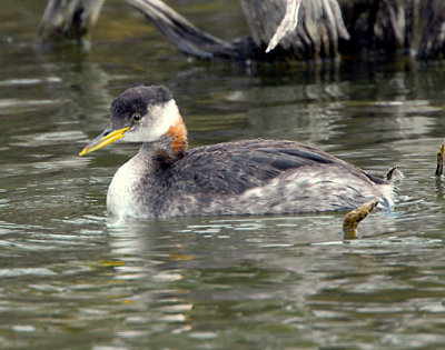 Grebe, Red-necked