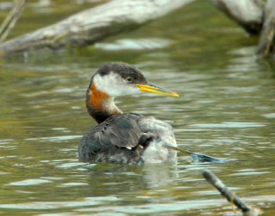 Grebe, Red-necked