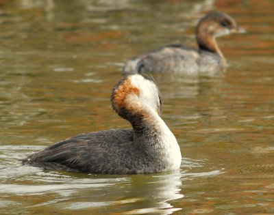 Grebe, Red-necked