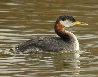 Grebe, Red-necked