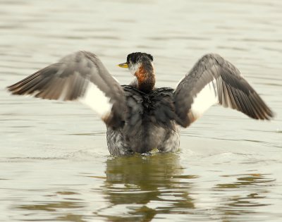 Grebe, Red-necked