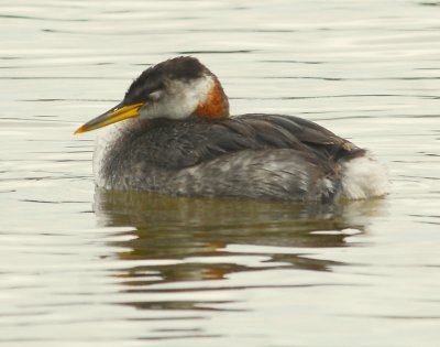 Grebe, Red-necked