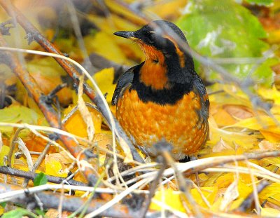 Thrush, Varied (Male)