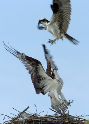dsc_5090bforweb.jpg