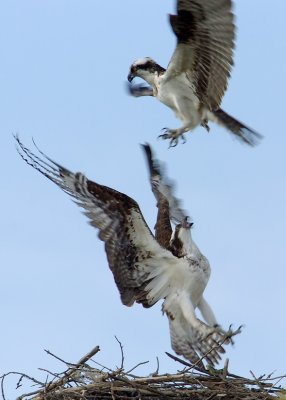 dsc_5090dweb.jpg
