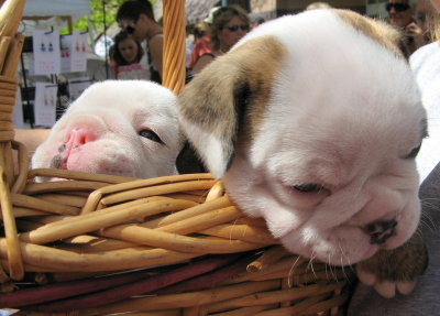 Basket of Puppies Visit