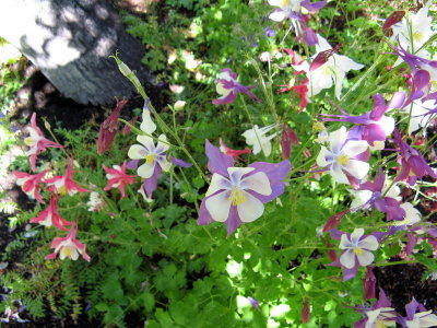 Columbine in Bloom