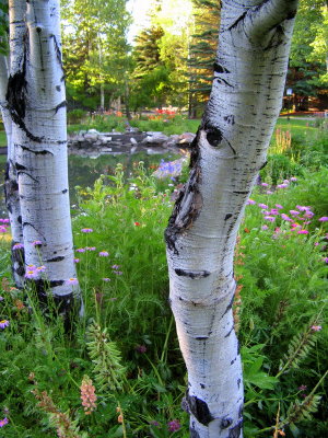 In the Aspens