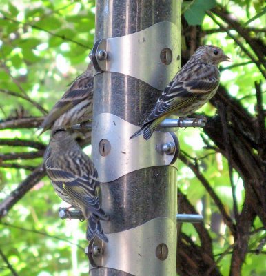 The Pine Siskins Chow Down