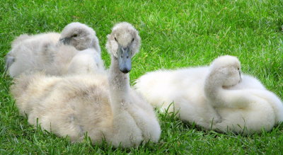 Three Baby Swans