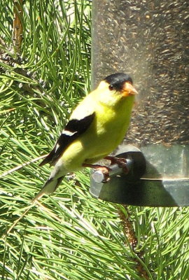 YellowBird the Gold Finch