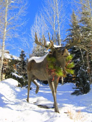 Moose Stroll