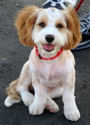 Someone's Summer Haircut