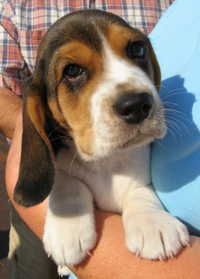 Beagle Baby